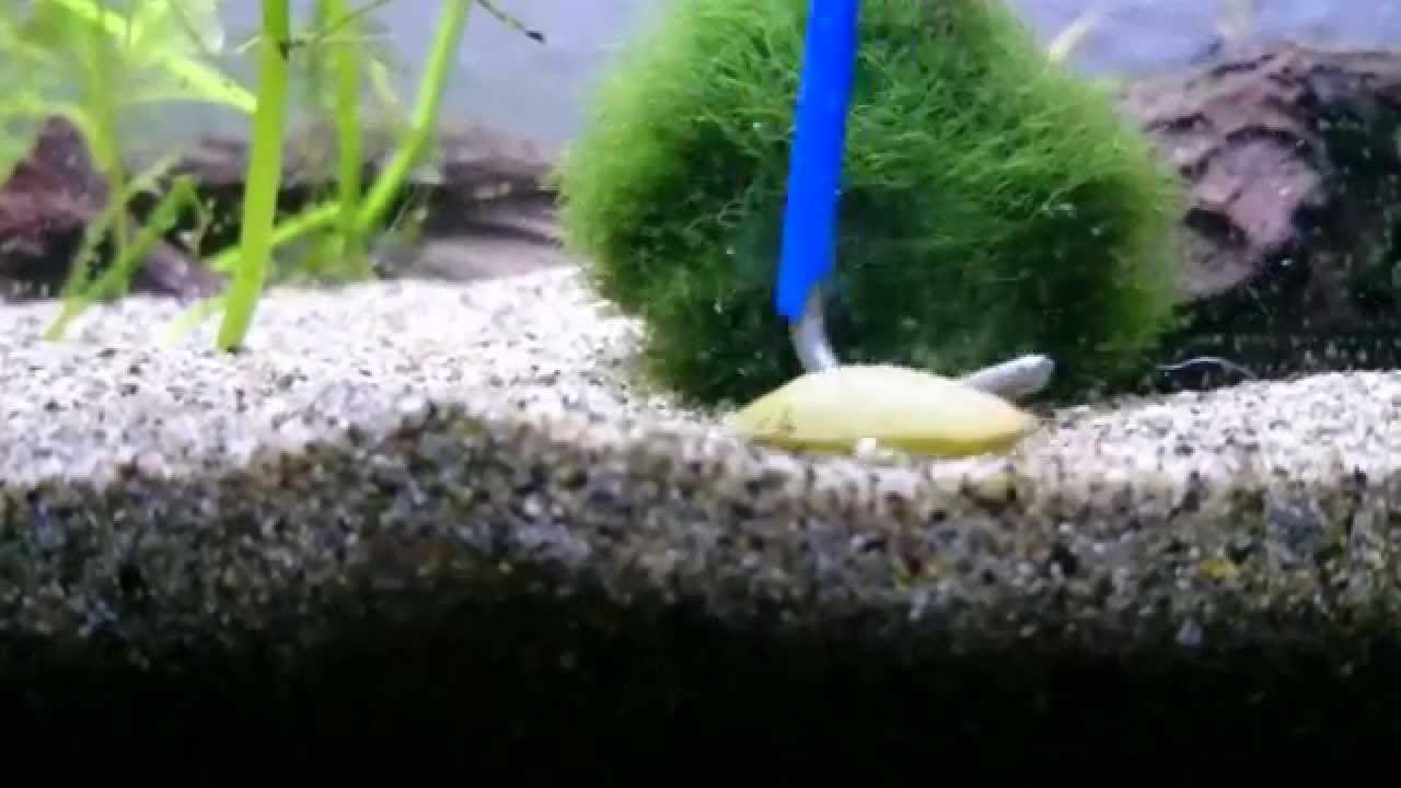 freshwater mussel in aquarium