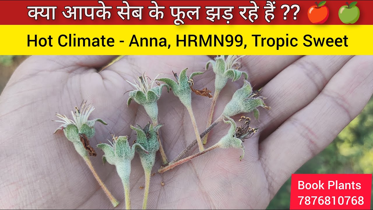 Hot Climate Apple में फूल झड़ने की समस्या | Flower Dropping in Apple  | Anna HRMN99 Tropic Sweet