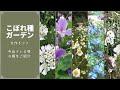 《お庭でこぼれ種を活かすコツ》オルレア・ニゲラ・カモミール・ワスレナグサなど８種の芽を見分けよう／