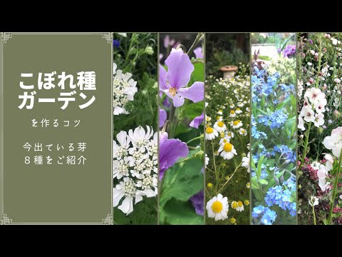 《お庭でこぼれ種を活かすコツ》オルレア・ニゲラ・カモミール・ワスレナグサなど８種の芽を見分けよう／