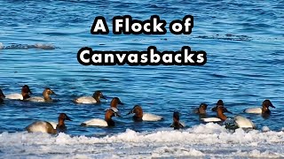 Winter Canvasback Flock Diving Into The Water
