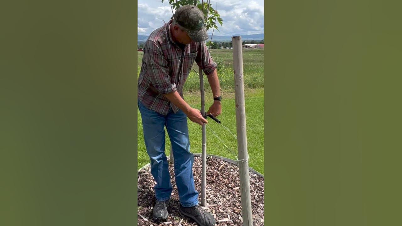 Stabilizing Trees with Stakes & Wire DIY Landscaping Pro Tip YouTube