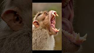 Dangerous animals of forest #shortsfeed #shorts #viralshort #facts #animalfacts #googlyfacto #viral