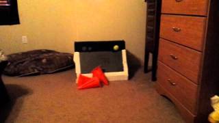Willow Flyball Box Work 2