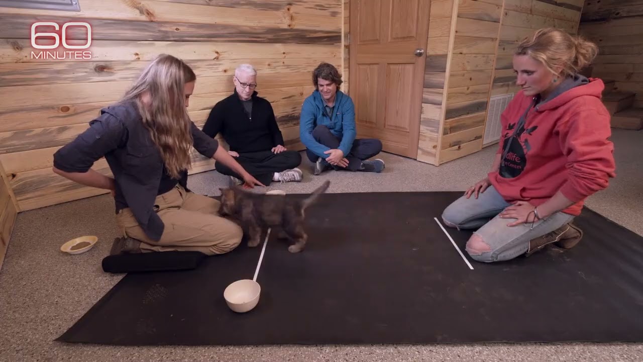 Duke Puppy Kindergarten on 60 minutes with Anderson Cooper