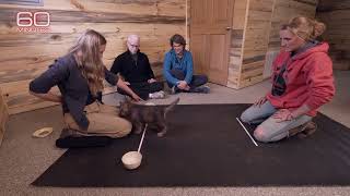 Duke Puppy Kindergarten on 60 minutes with Anderson Cooper