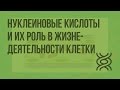 Нуклеиновые кислоты и их роль в жизнедеятельности клетки. Строение и функции ДНК. Видеоурок