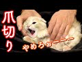 生後2ヶ月の子猫に初めての爪切りをしてみたら...【赤ちゃん短足マンチカン】