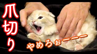 生後2ヶ月の子猫に初めての爪切りをしてみたら...【赤ちゃん短足マンチカン】