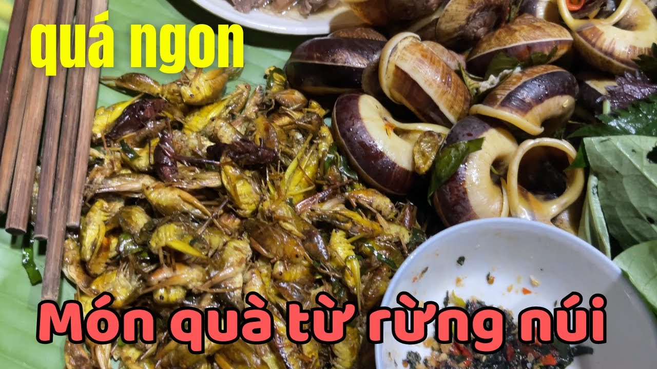 Muồm Muỗm - Ốc Rừng | Món quà cực ngon từ rừng núi , rừng già p7 | suối ...