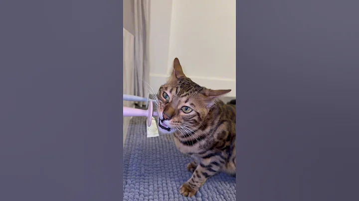 Video 4339841: bengalcat cat pet, cat loves bathtub, pet uk