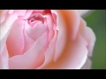 『2つの悲しき旋律』第2曲「春 」Edvard Hagerup Grieg
