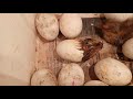 Duck egg hatching malayalam താറാവ് വിരിയുന്നത്