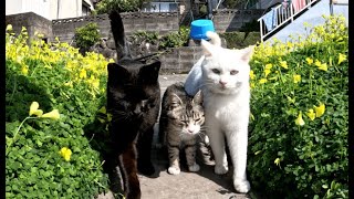 島で有名な白猫家族が可愛い過ぎるのでナデナデ&モフモフ