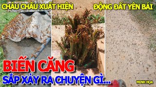 Chuyện gì sắp xảy ra XUẤT HIỆN HÀNG NGÀN CON CHÂU CHẤU TRE & ĐỘNG ĐẤT Ở YÊN BÁI - PHÚ MỸ HƯNG