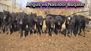 : Angus Aberdin va Nasildor Buqalar Nurmuhammad Aka Narxlarni Yondirdi 3-dekabr, 2024
