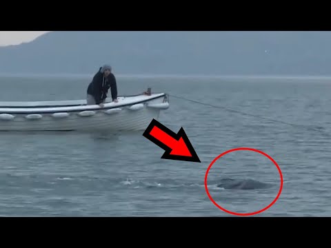 Video: Real sea monsters (photo)
