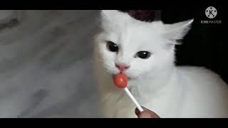 My Muezza Eating Lolipop