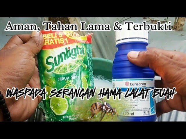 Cukup dengan obat ini, sekali spray  hama lalat buah kabur tak akan kembali dalam hitungan detik class=