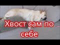 Предательский хвост