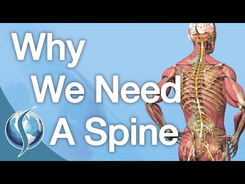 Why We Need A Spine