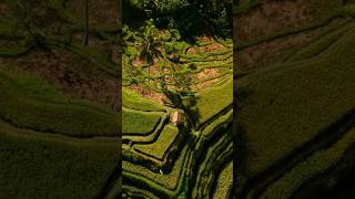 Рисовые плантации… безграничный зеленый 💚 #рисовыеполя #плантация #бали #индонезия