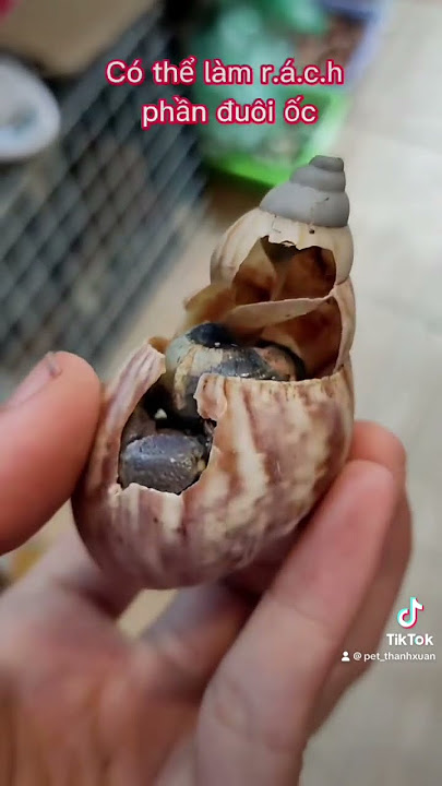 What happens if the Soul Borrower's shell breaks? #short #ocmuonhonthanhxuan