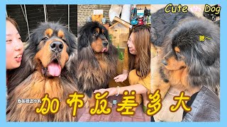 🐶：加布的外表和性格反差有多大【藏獒加布】 #dog #pets #加布 #萌宠 #藏獒 #宠物 #狗狗 #可爱