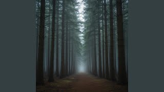 Footsteps On Pine Needle Floor