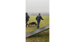 Zuchtanlageprüfung (ZAP) Character Assessment Test Training in Germany | Kaiser German Shepherds