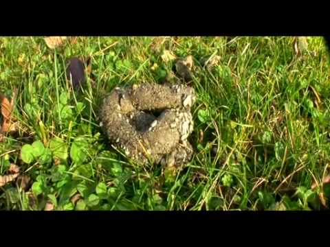Die Antwoord — die antwoord - $o$ (nipper)