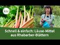 Blattläuse hassen Rhabarber! Mach ein Bio-Spritzmittel draus!