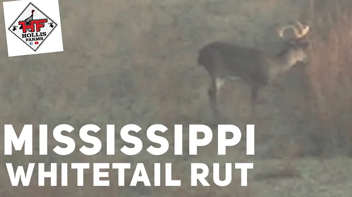 MISSISSIPPI WHITETAIL RUT Bucks Are Walking