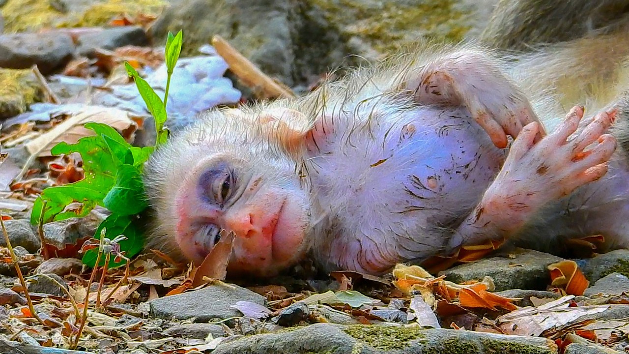 Update on baby Boris's condition 01/03/26