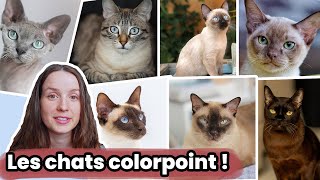 Les Couleurs des Chats: le Colorpoint ou Siamois, Mink et Sépia !