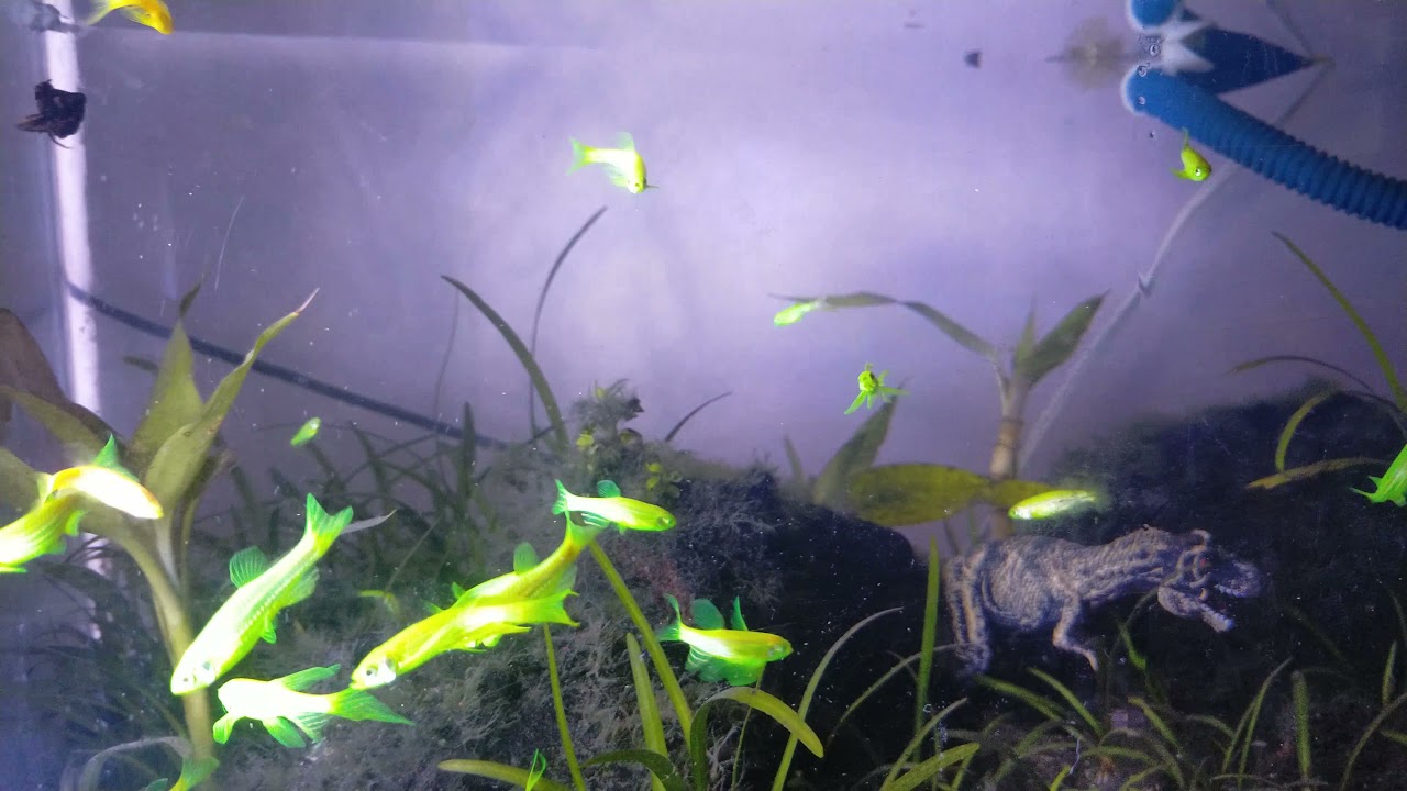 LONGFIN DANIO | BUTTERFLY DANIO