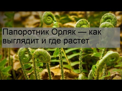 Папоротник Орляк — как выглядит и где растет