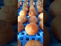 今夜夜露に当てたらいよいよ明日梅干しが仕上がります