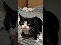 cute black🐈⬛ cat🐈⬛# cat #kitten #blackcat