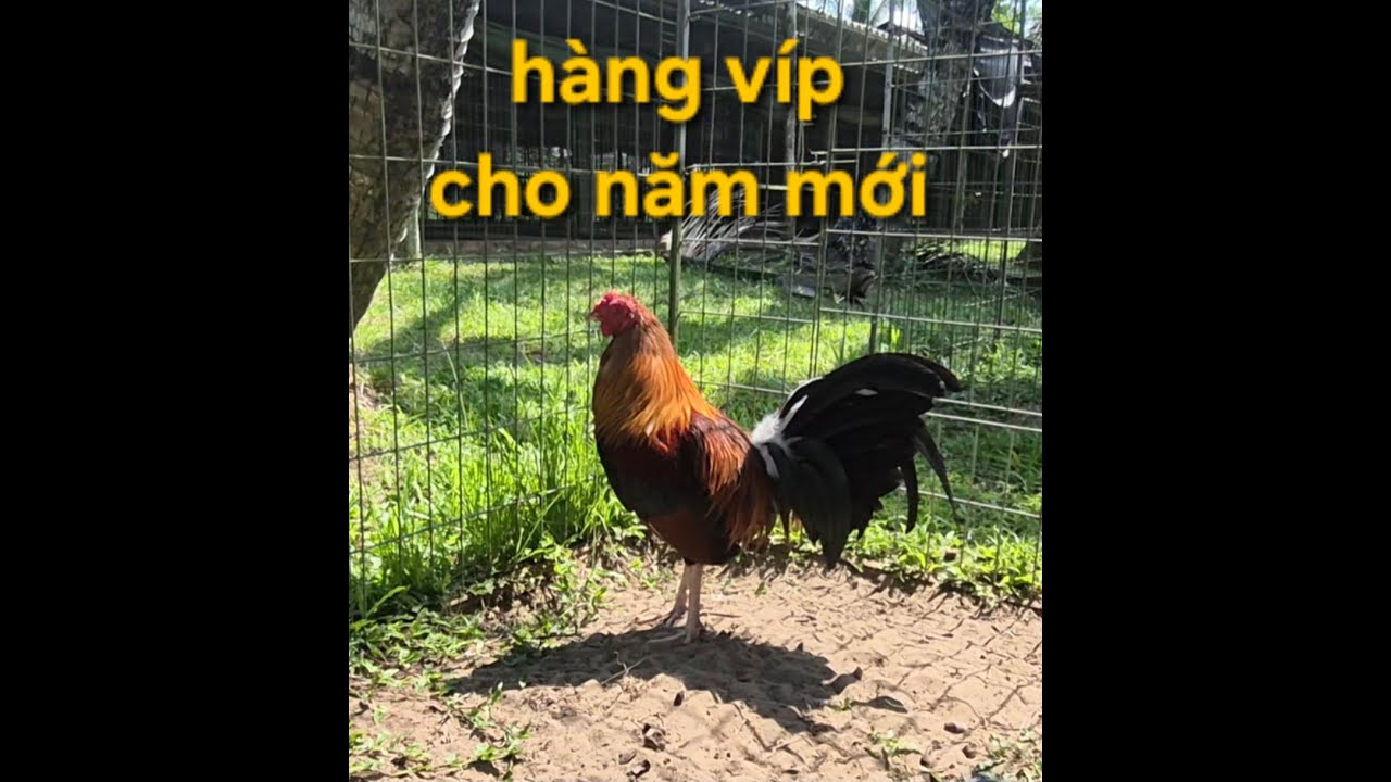 Hàng vip cho ae vui xuân. Đón tết. 0947800955