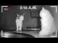 What do cats do at night part 1