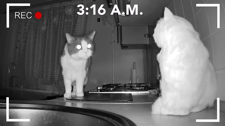 What Do Cats Do At Night? Part 1 - DayDayNews
