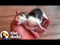Man Saves Tiny Kitten With Starbucks Cup | The Dodo
