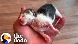 Man Saves Tiny Kitten With Starbucks Cup | The Dodo