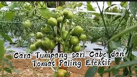 Cara Tumpang sari Cabe dan Tomat Paling Efektif.. Simak Video berikut