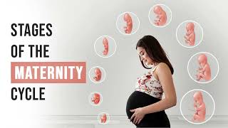 Stages of pregnancy | How your baby development | Pregnancy week by week | 9 Months in the Womb