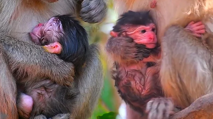 Young Mommy Monkey Hugs Baby Tight and Nurses Carefully