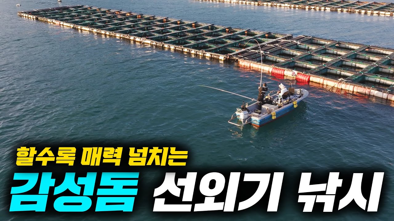 선외기 감성돔 낚시 때가 되면 물게 되어있다 ! 입문 부터 ~5회 출조 동안 꽝이 없는 낚시 !