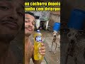 Deu banho no cachorro com detergente Ypê #humor #comedia #viral