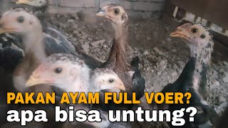IS FULL VOER CHICKEN FEED PROFITABLE? CHICKEN FARMING